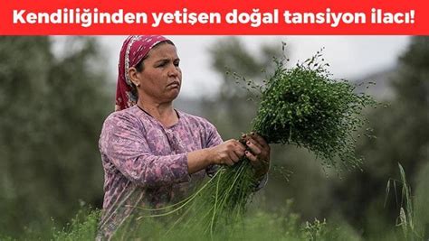 Doğada Kendi Kendine Yeterlilik