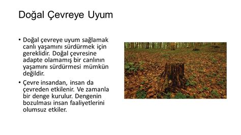 Doğal Ritme Uyum Sağlamak
