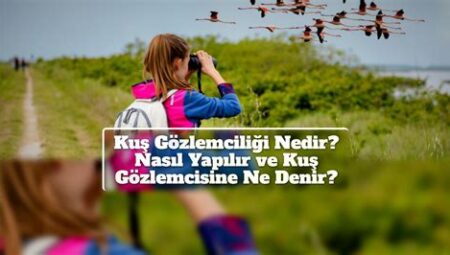 Kuş Gözlemciliğine Başlamak