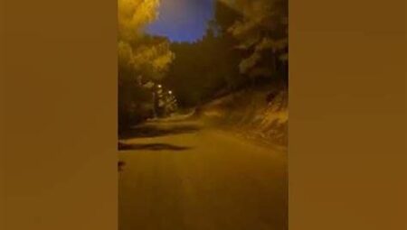 Ormanda Gece Yürüyüşü Deneyimi
